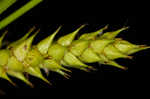 Hairyfruit sedge